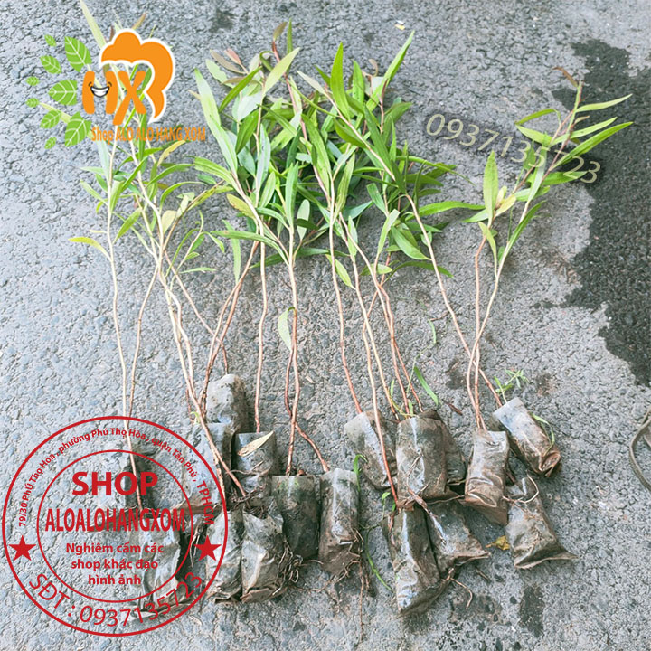 Combo 50 cây tràm úc -cây giống