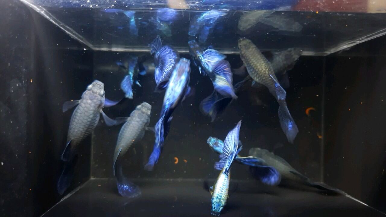 rồng tím guppy - trang trí
