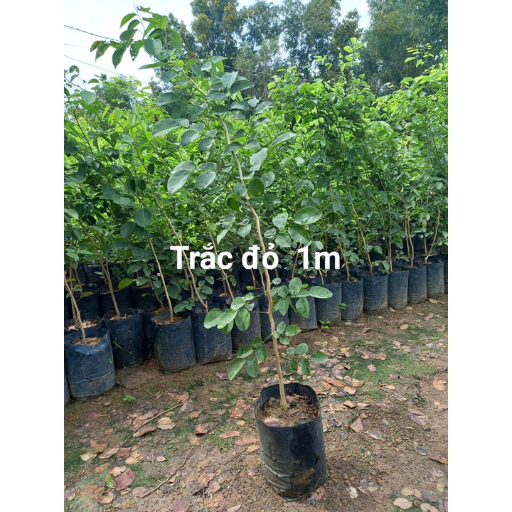 Quả Trắc Đỏ giống, trồng rừng - 100 gram (giống vụ mới)