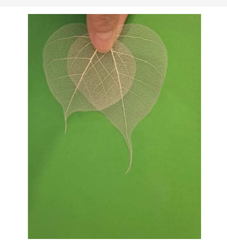 XƯƠNG LÁ BỒ ĐỀ SIZE NHỎ