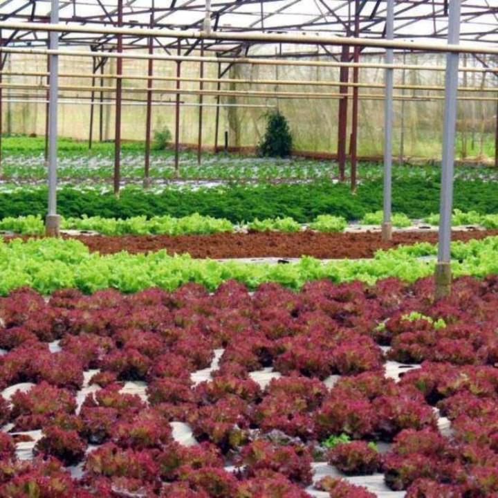 1000 Hạt Giống Rau Xà Lách Xoăn Tím