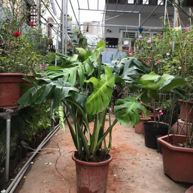 [ XẢ - CẮT LỖ] Cây trầu bà Nam Mỹ