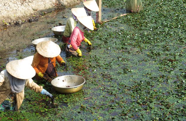 Củ cây ấu giống Đồng Tháp
