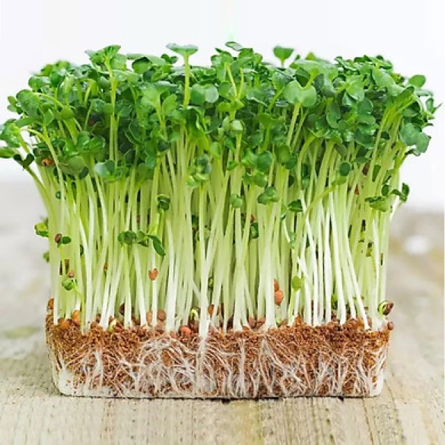 Hạt giống Hạt Rau Mầm Củ Cải Trắng 50gr
