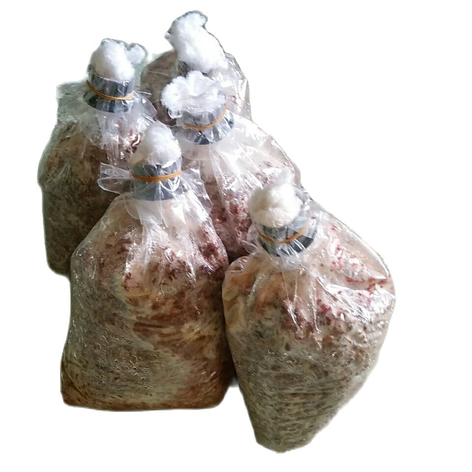 Meo giống nấm rơm [cơ chấc bằng thóc]