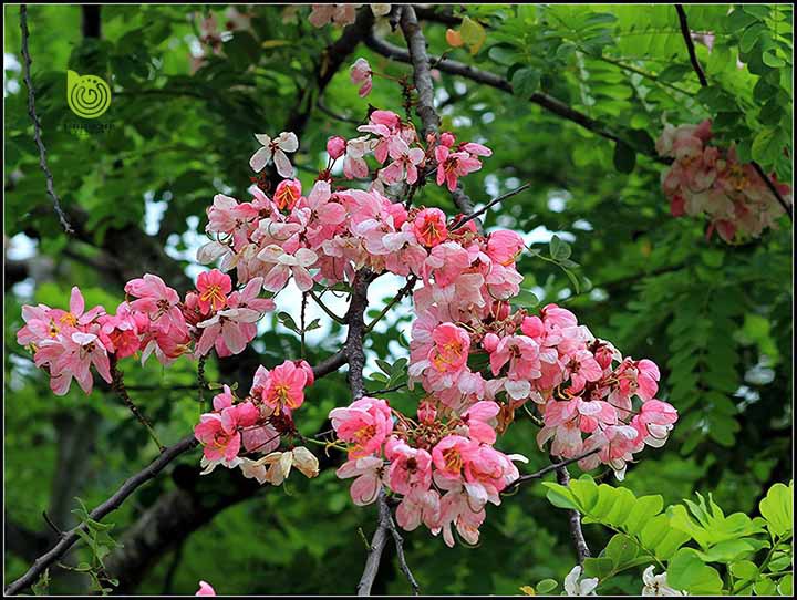 Cây Hoa Muồng Anh Đào giống ( ảnh thật)