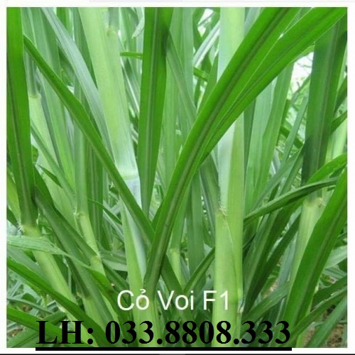 Hạt Cỏ Voi Lai - Hạt Cỏ Chă Nuôi gói 200g - Hạt Giống Cỏ Chăn Nuôi Trâu,Bò,dê,cừu,cá... đem lại năng xuất cao trong ngành chăn nuôi