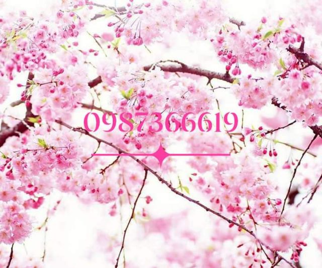 (xả kho đón tết) Hoa anh đào cây cao 25cm