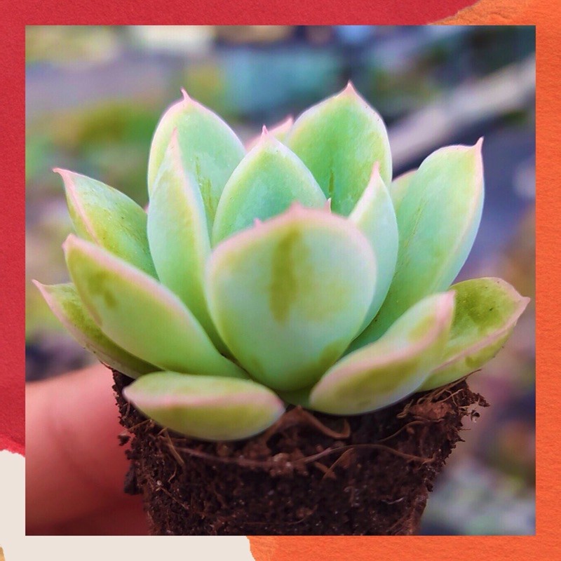 SEN ĐÁ LIÊN ĐÀI ĐÀ LẠT SIZE MINI  HƯ 1 ĐỔI 1  SIÊU CUTE