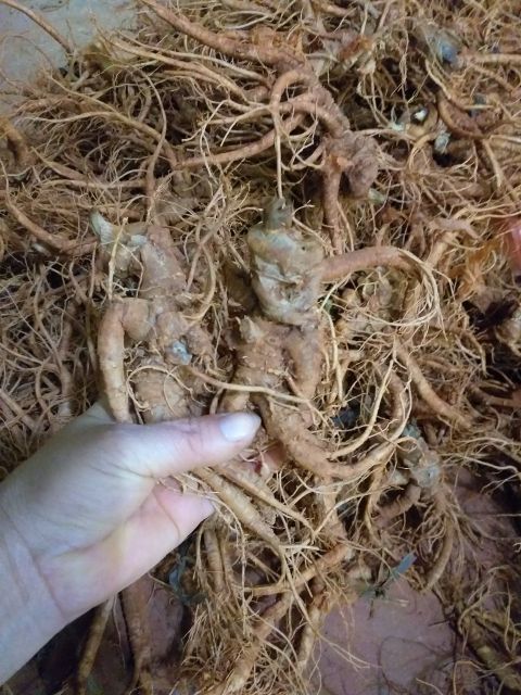 Củ Tam Thất Tươi 500gr
