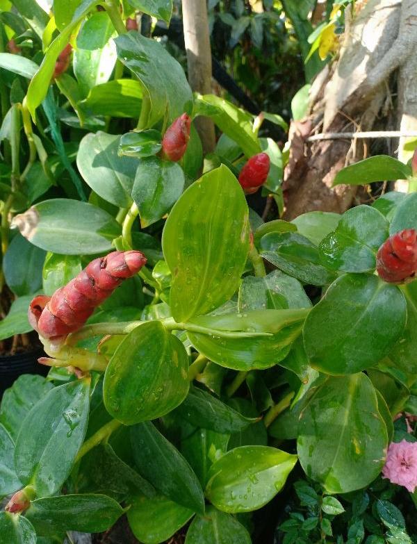 chậu phúc lộc thọ