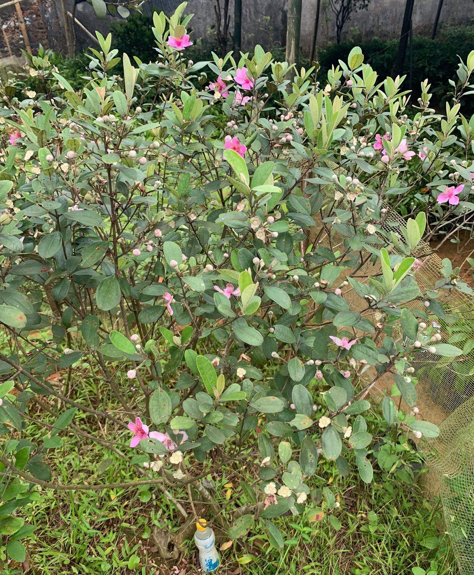 Giống cây sim rừng