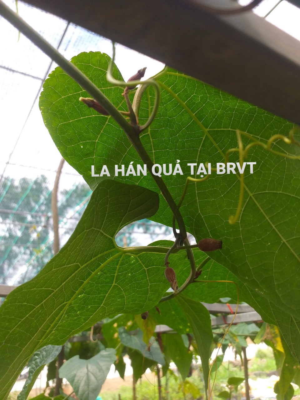 Cây la hán quả