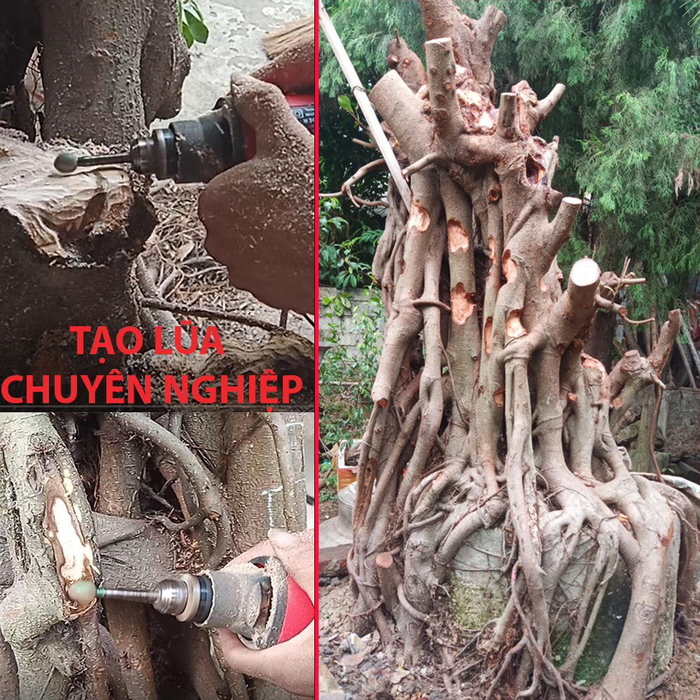 Máy làm Lũa Bonsai- máy làm sạch gỗ lũa- ACZ