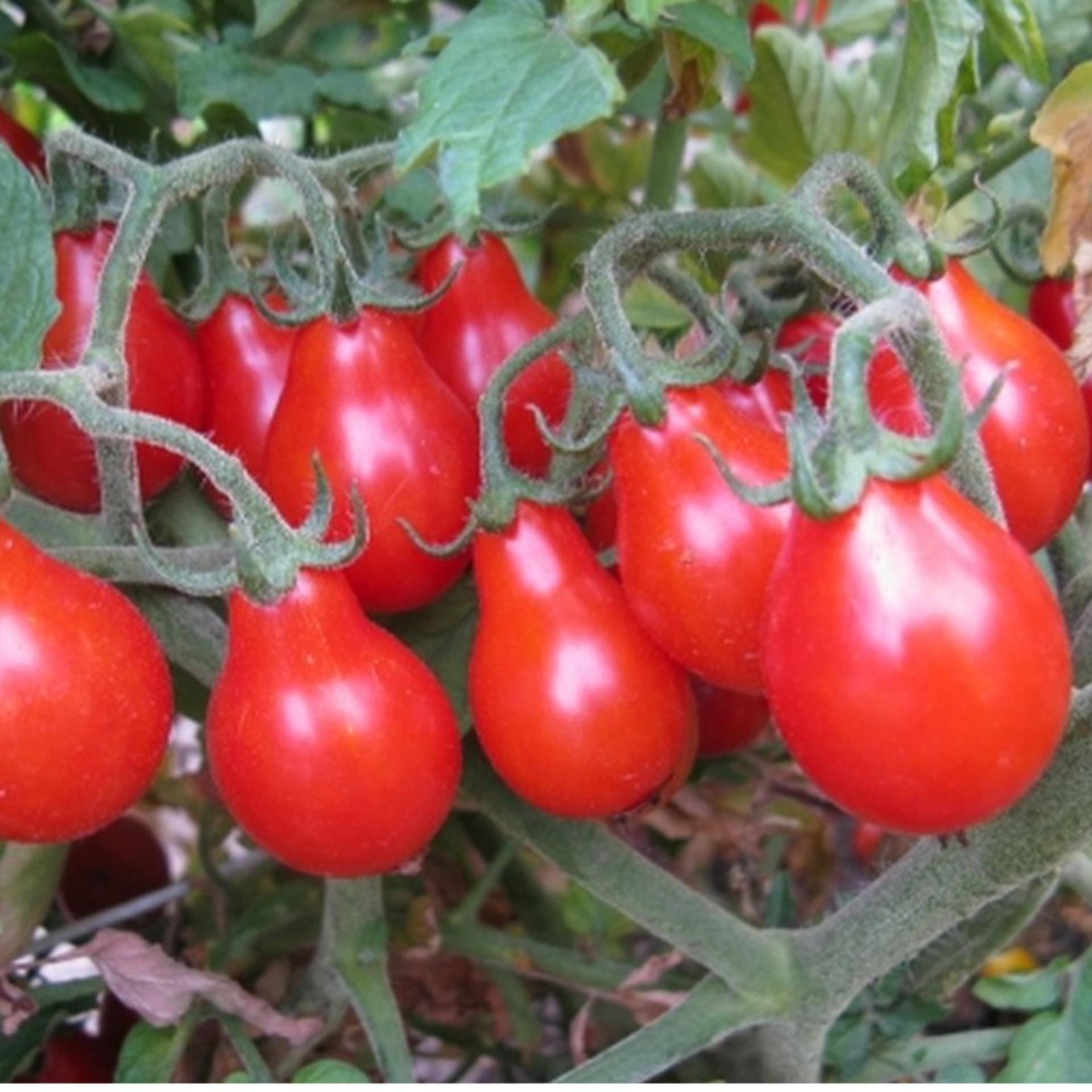 20 Hạt giống Cà chua quả lê đỏ (tặng Kích nẩy mầm, Hướng dẫn ươm)