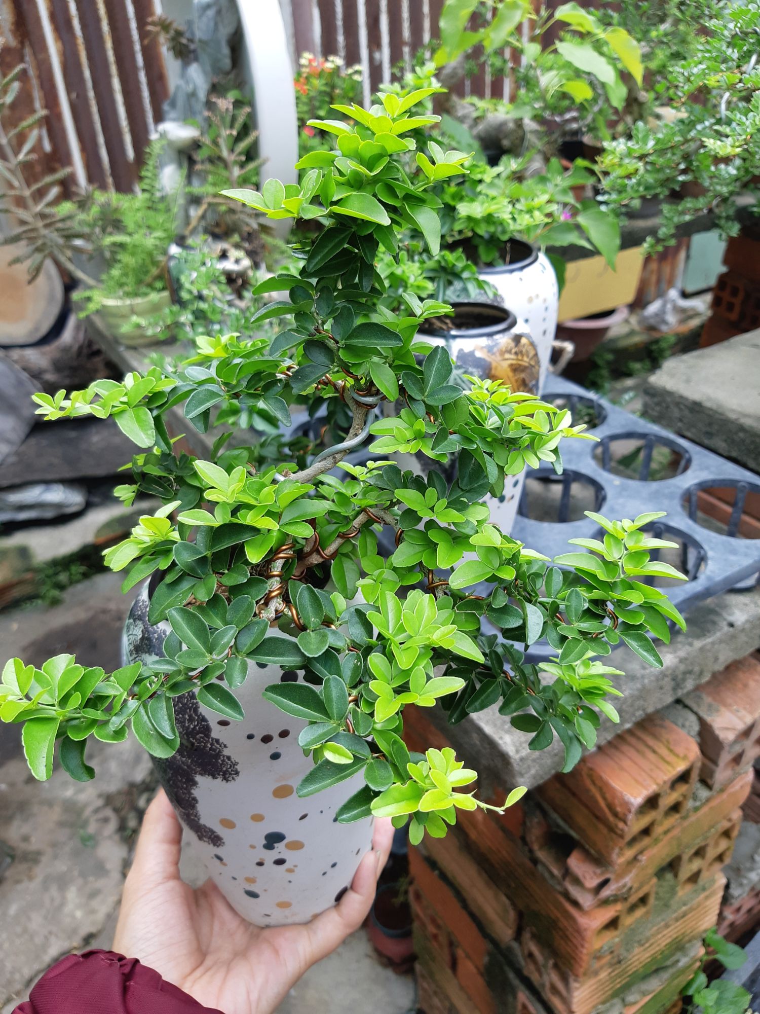 kim quýt bonsai CHẬU KIỂU
