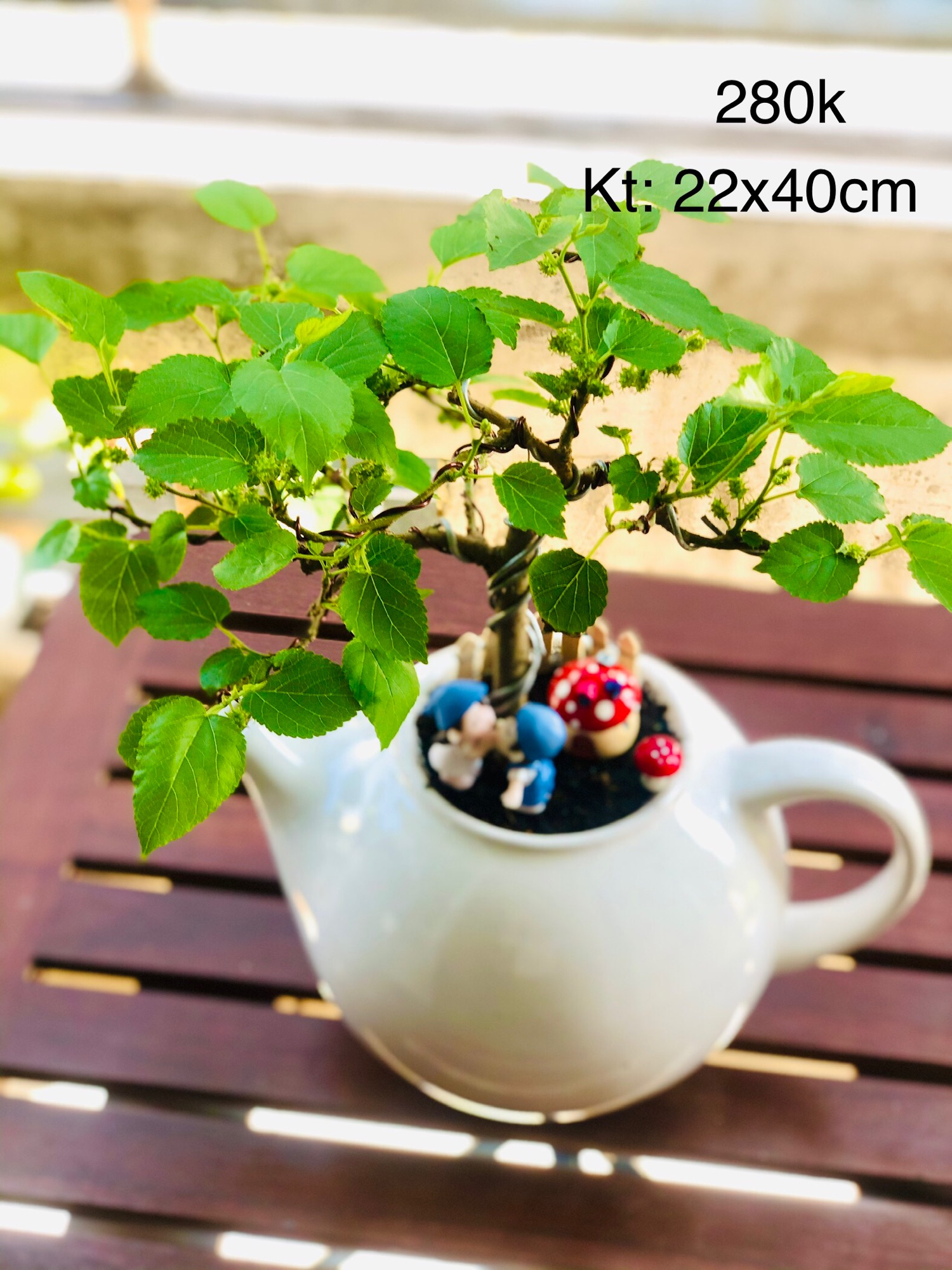 Chậu tiểu cảnh bonsai dâu tằm lớn