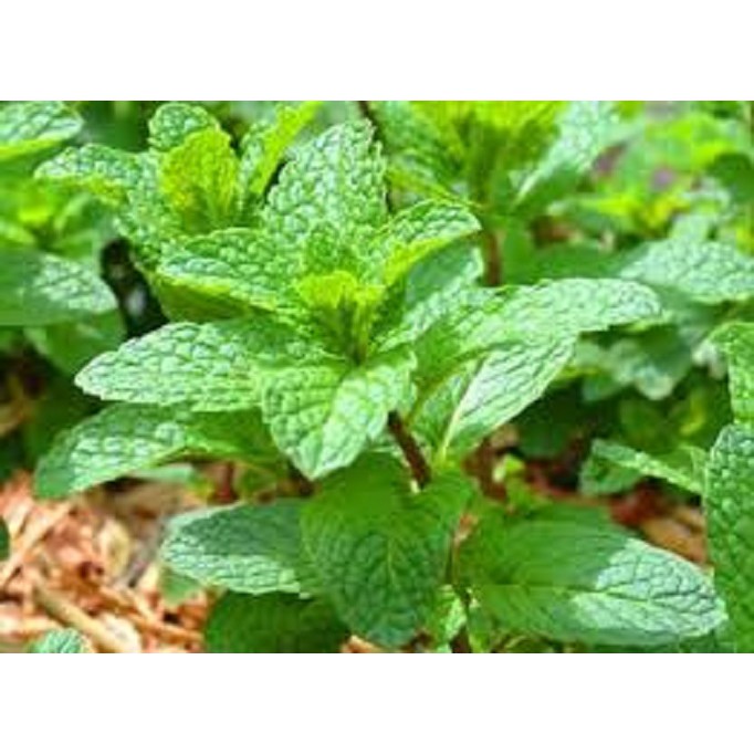 Hạt giống Húng lủi  (0.2g)