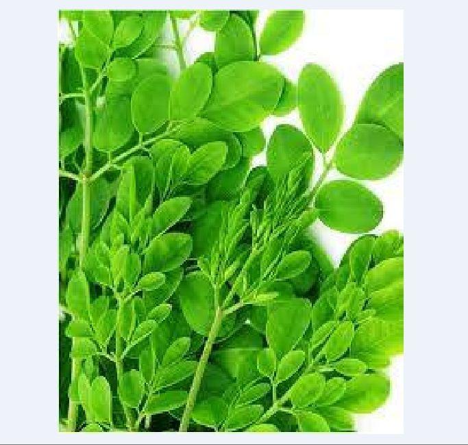 Hạt Giống Cây Chùm Ngây  - 1 gói 20 hạt