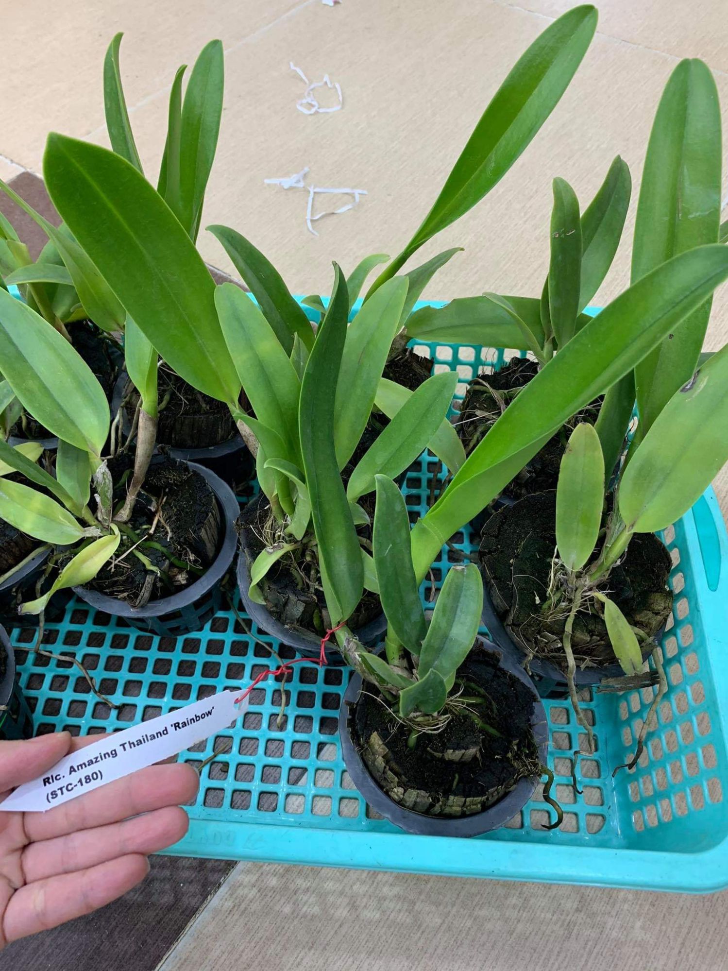 Cattleya Amazing Thailan - Cây Trưởng Thành
