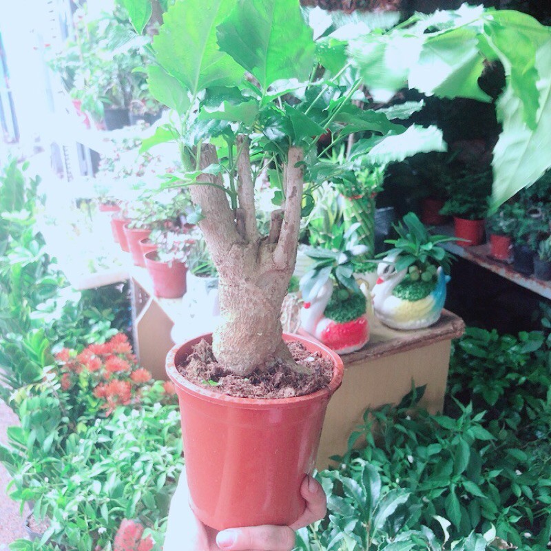 Cây Hạnh Phúc