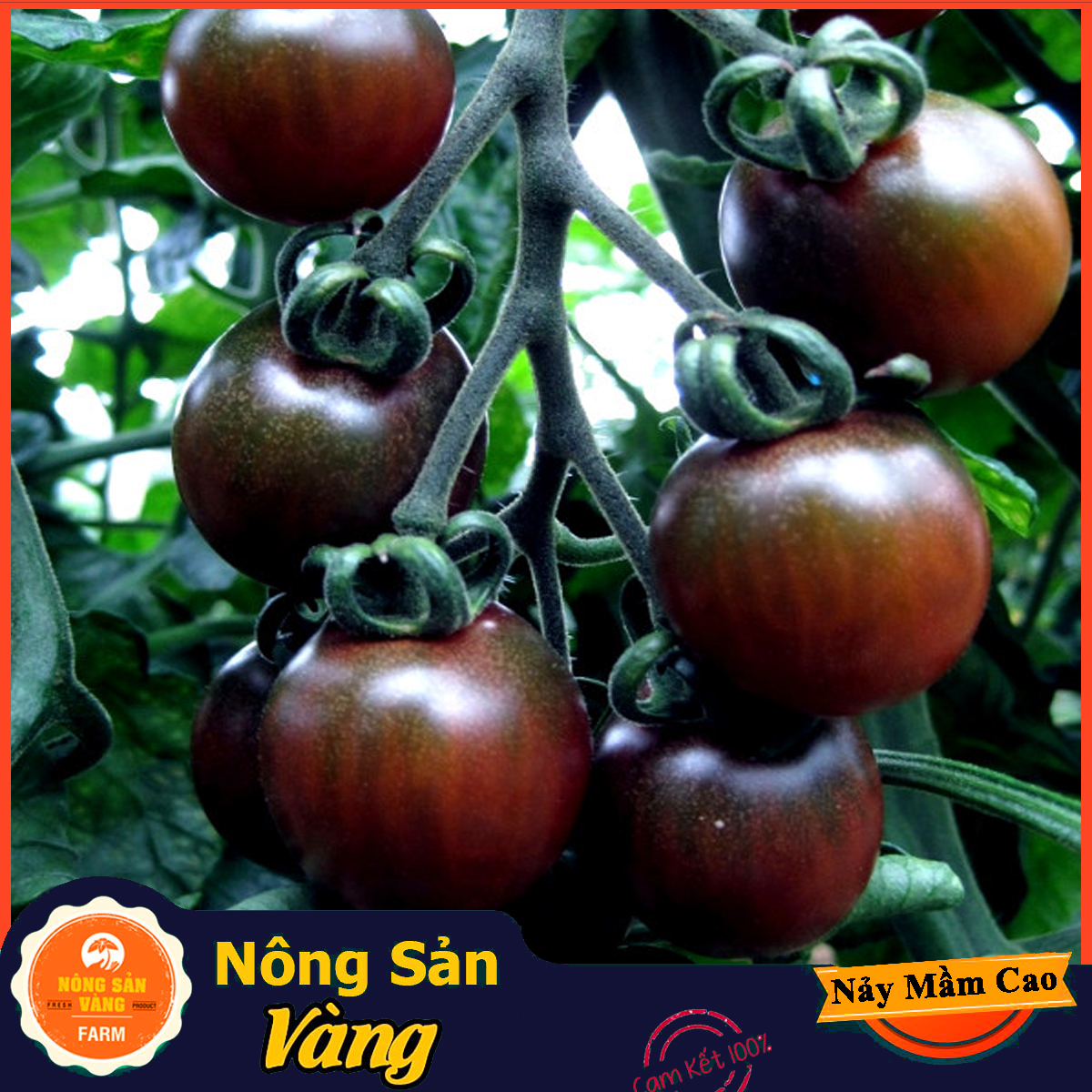 Cherry tomato seeds black high nutritional value, easy to grow, many men gallantry (pack 10 seeds)-shallow gold