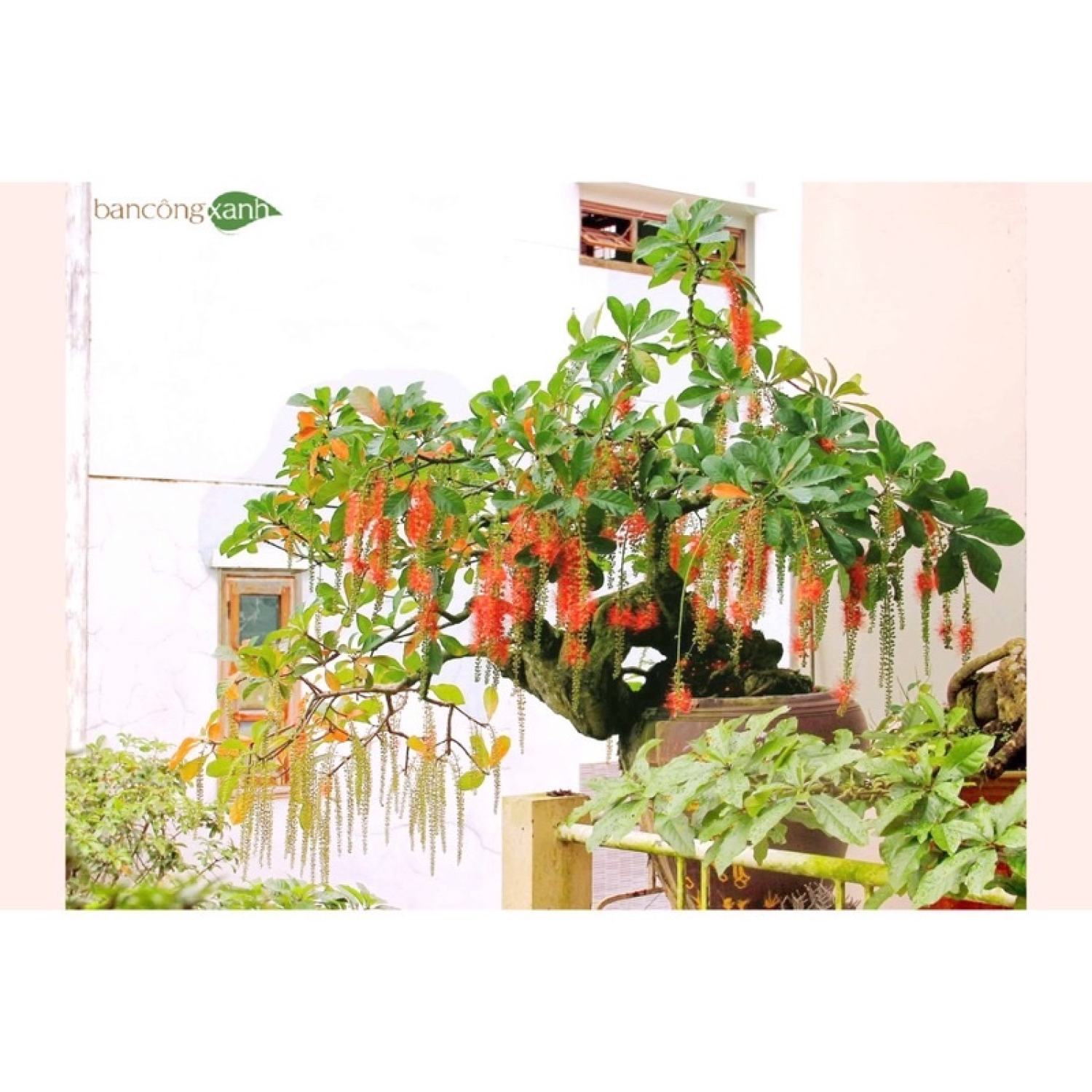 Cây giống lộc vừng