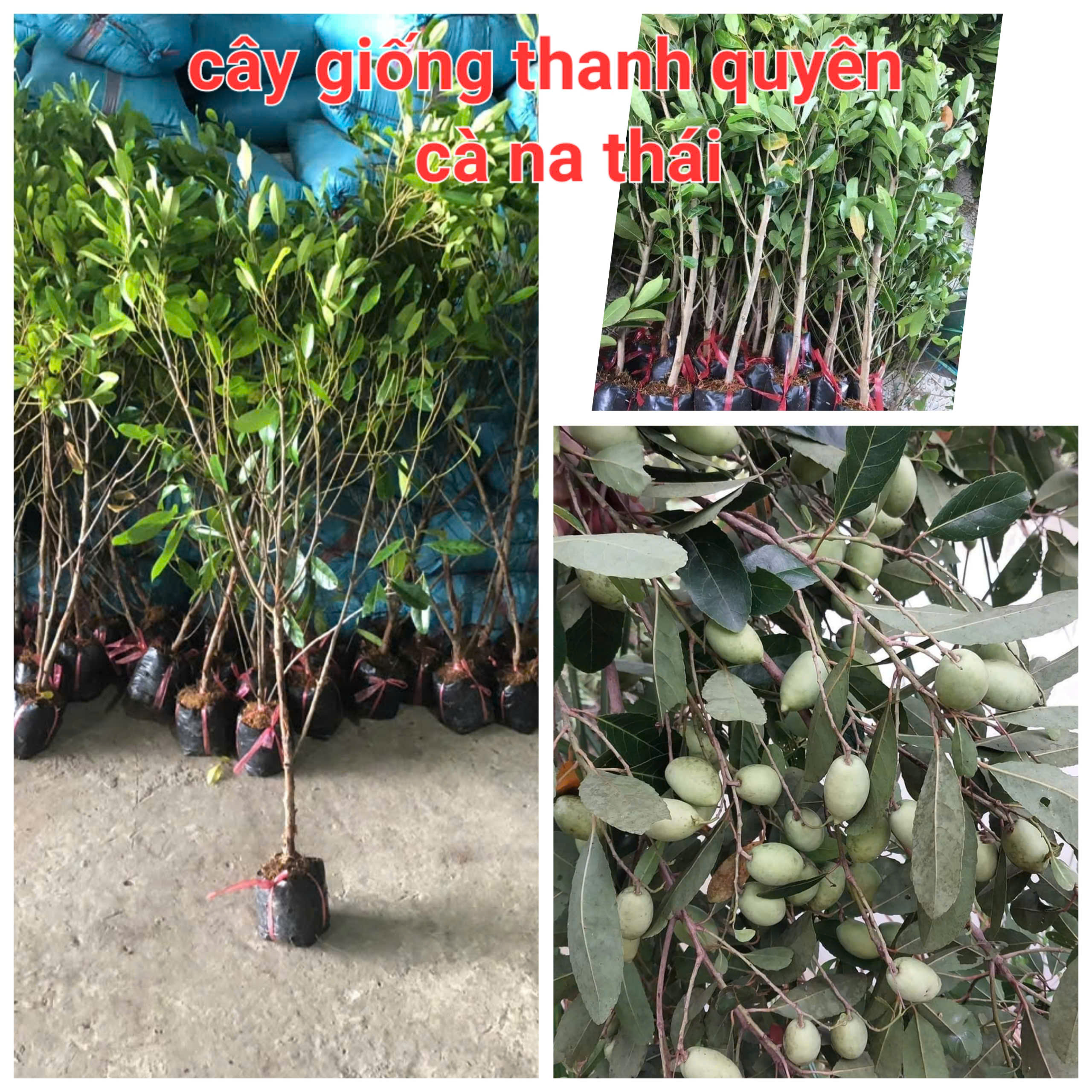 Thai Ca Na Tree 80cm to 150cm