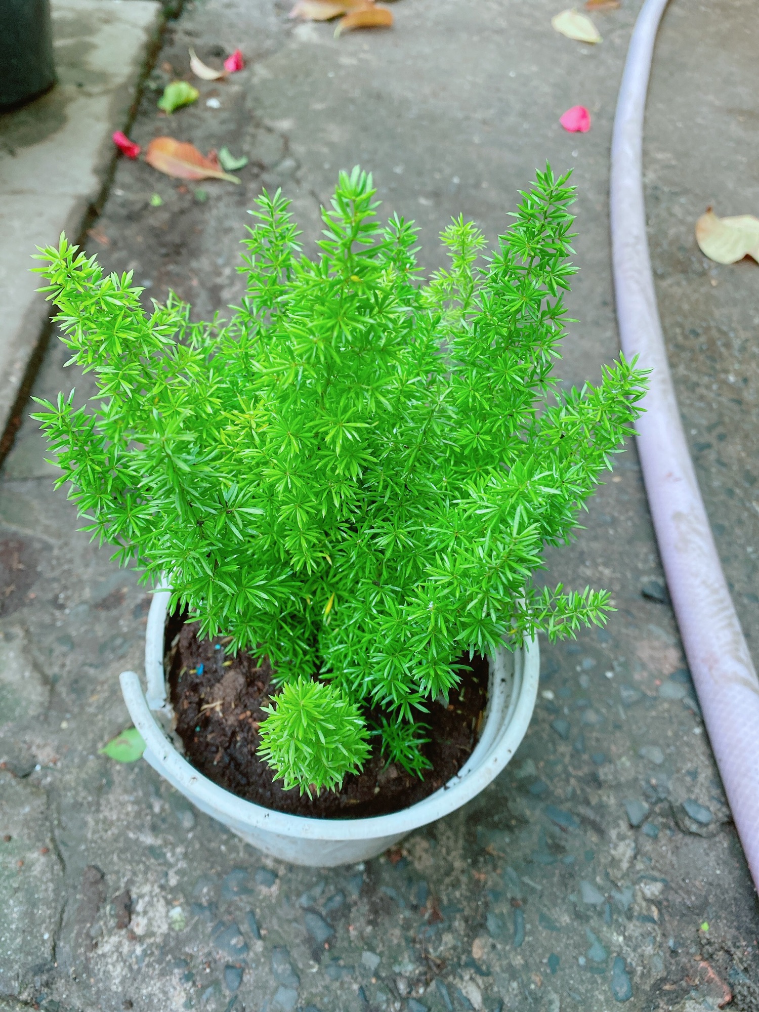 Cây Đuôi Chồn