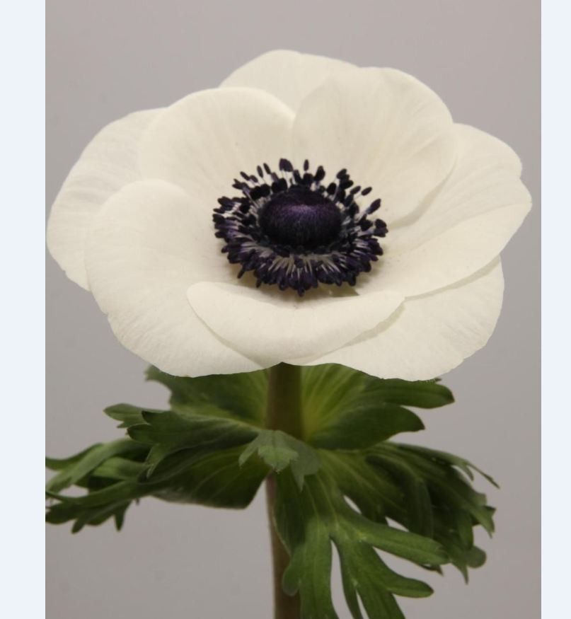 Củ Hoa Anemone hoa màu trắng-Thu mẫu đơn -1 củ