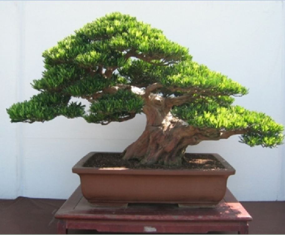 Hạt giống cây tùng Trung Quốc -  1 gói 10 hạt