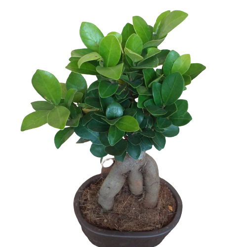 Cây Si Nhật, cây si bonsai, cây phong thủy