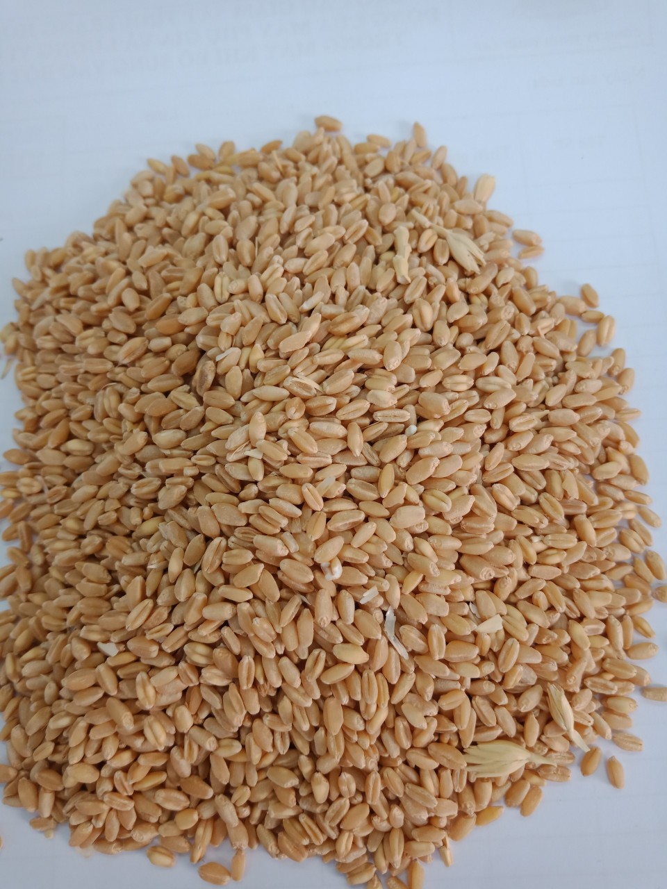 Hạt Lúa Mì TRẮNG 1kg