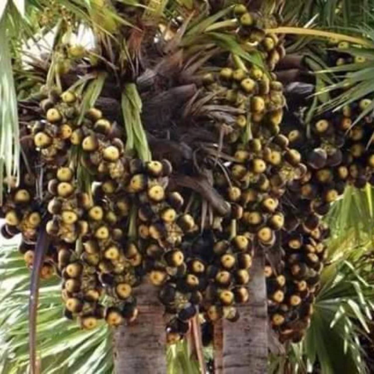 Đường Thốt Nốt chính hãng cam 500gr