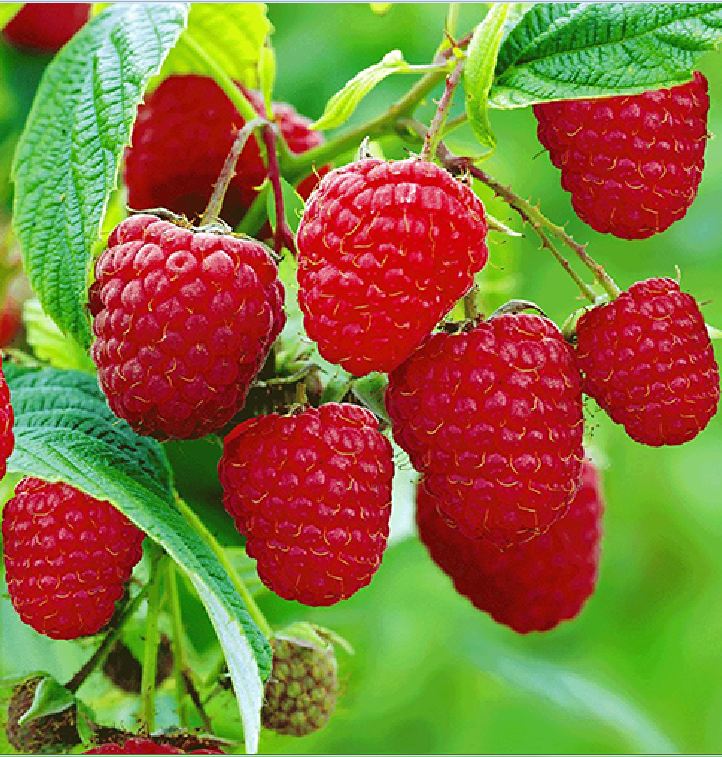 "Gói 30 "Hạt giống quả Mâm Xôi đỏ (Phúc Bồn Tử) [Seeds]