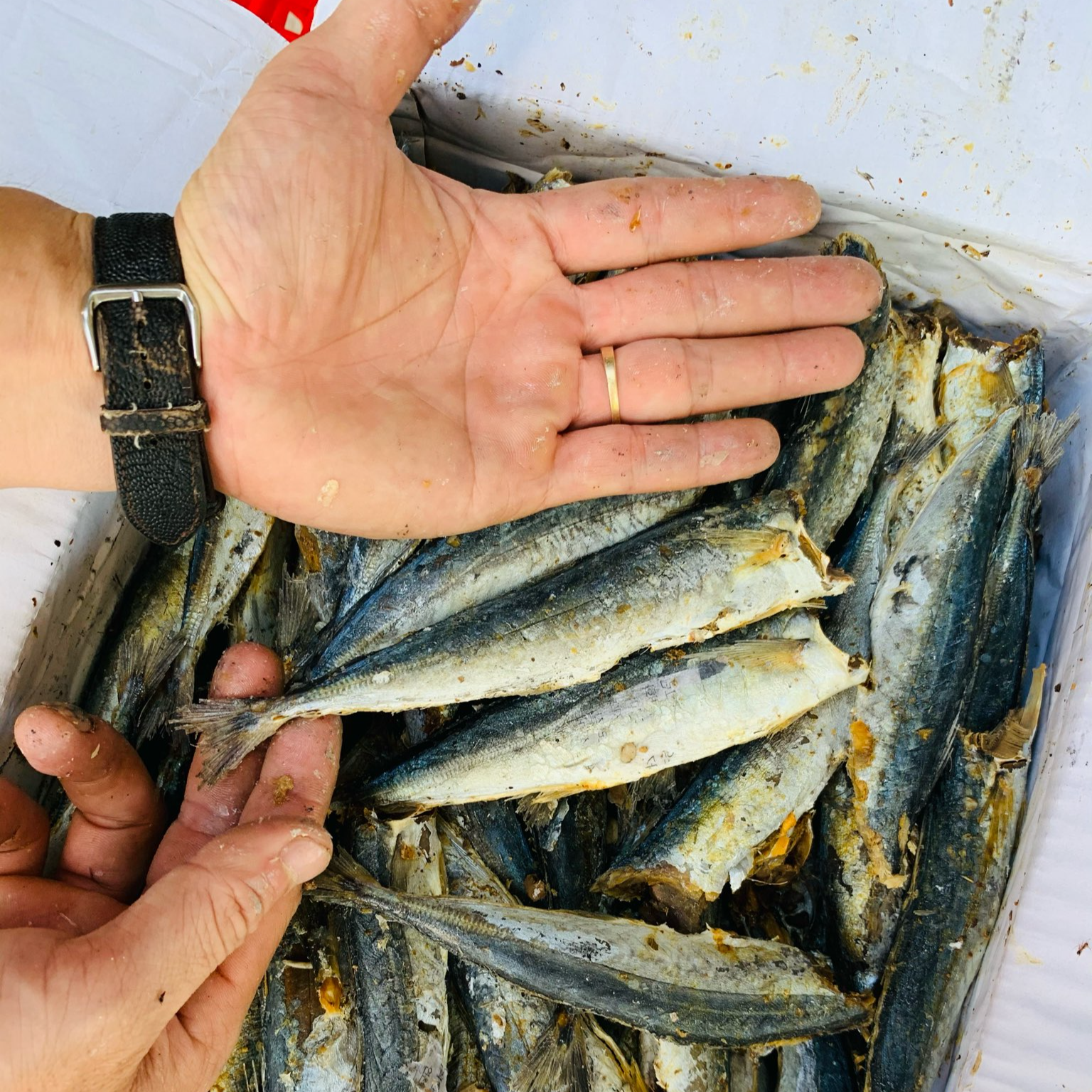 1kg Khô cá nục loại ngon. Thịt cá bao ngon. Cá săn chắc, thịt dai và thơm. Đảm bảo vệ sinh an toàn thực phẩm - 1kg, 500gr, 200gr, 100gr - MikiFoods