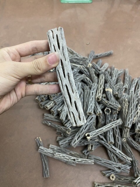 Lũa xương rồng cholla cactus cho tép cảnh - 1 thanh