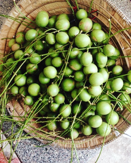 Cây dâu da xanh (cây giống) siêu trái