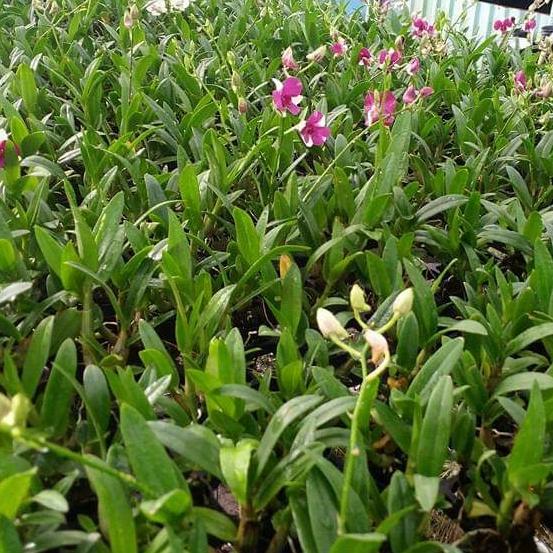 Dendro Thái nhiều màu, siêng hoa.