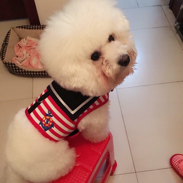 Áo yếm thuỷ thủ kèm dây dắt cho cún mèo🐶🐱