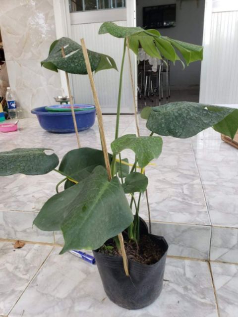 (shop uy tín) Trầu bà Lá Xẻ Nam Mỹ (Monstera deliciosa)