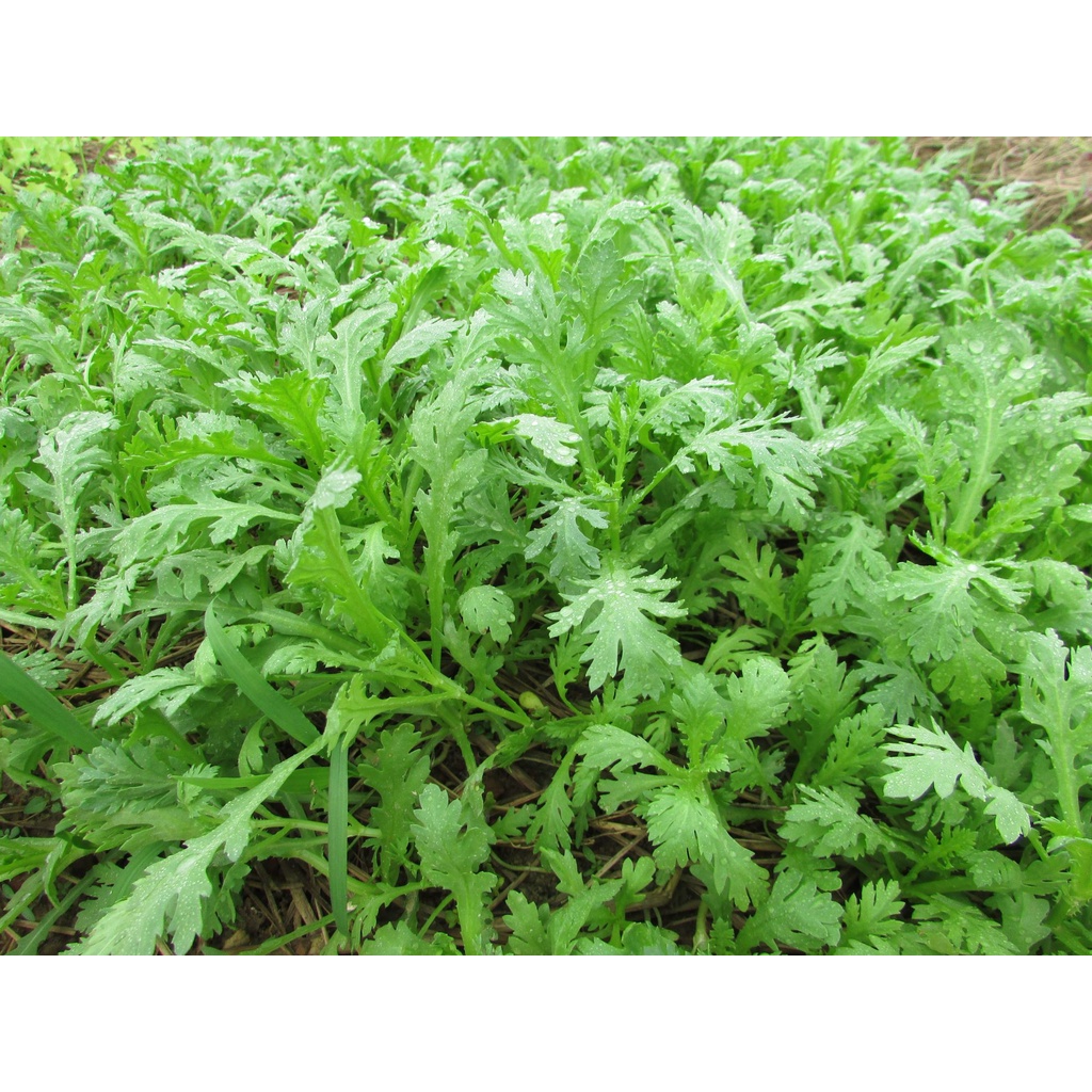 Hạt Giống Tần Ô Lá Tẻ (Cúc tẻ) -Fam Seeds
