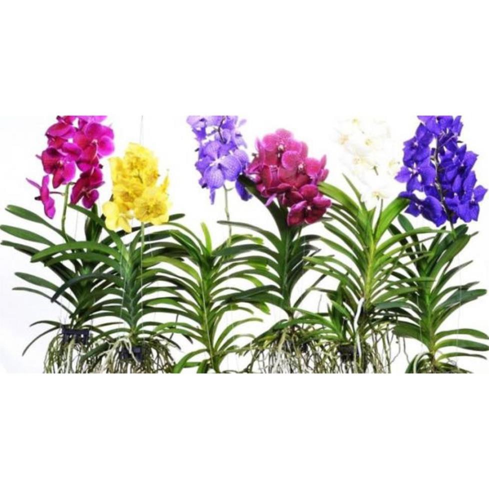 COMBO 5 CÂY GIỐNG LAN VANDA ĐỦ MÀU, HÀNG NHẬP THÁI LAN