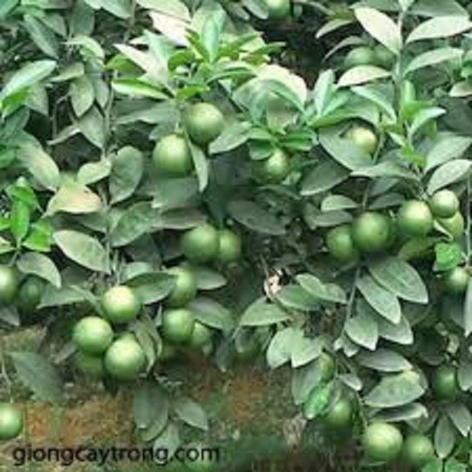 COMBO 2 CÂY GIỐNG CHANH TỨ QUÝ
