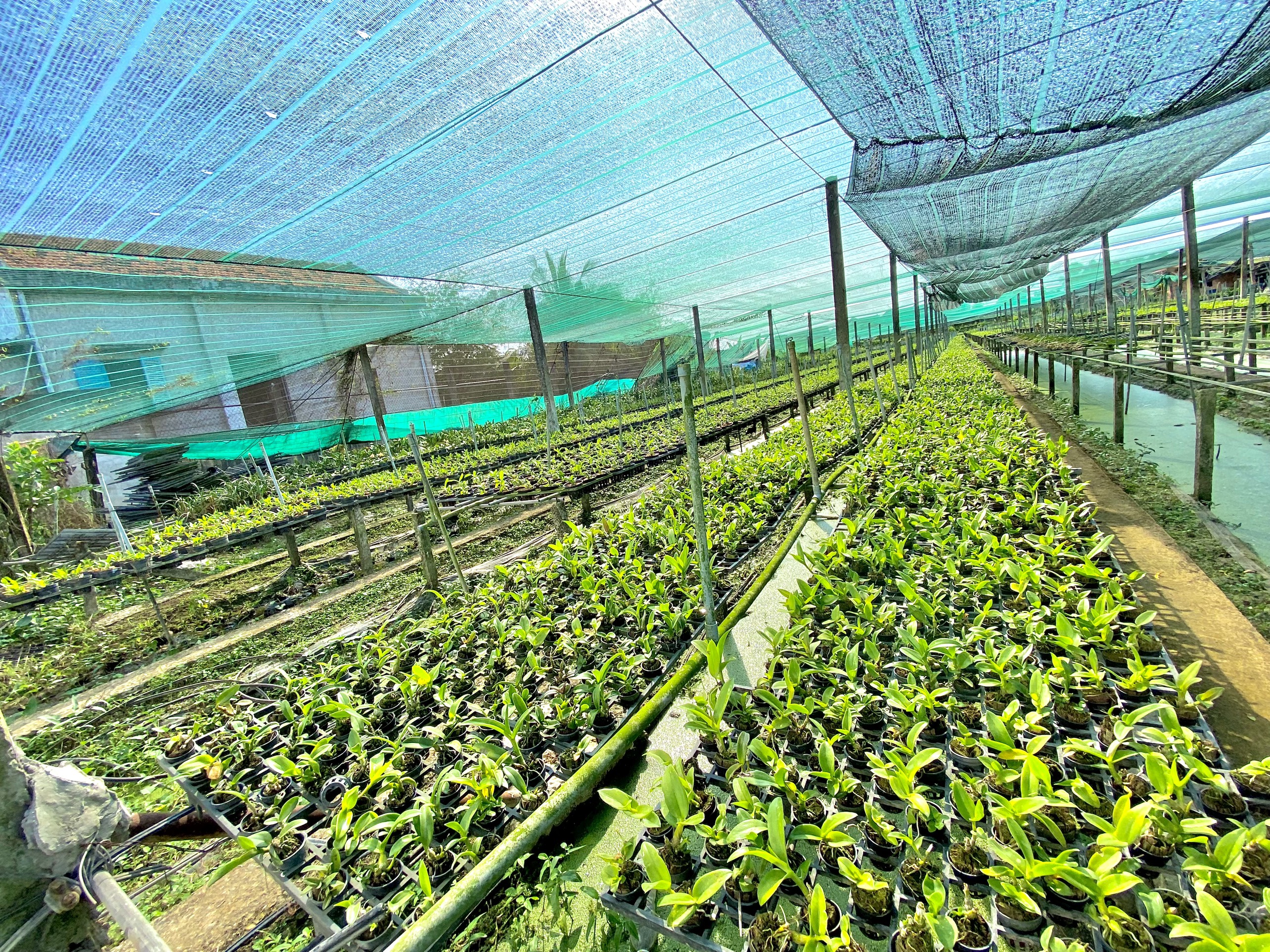 LAN DENRO THỎ ĐỎ KIÊN GIANG CÂY GIỐNG
