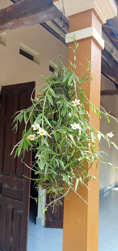 hoa phong lan nghệ tâm