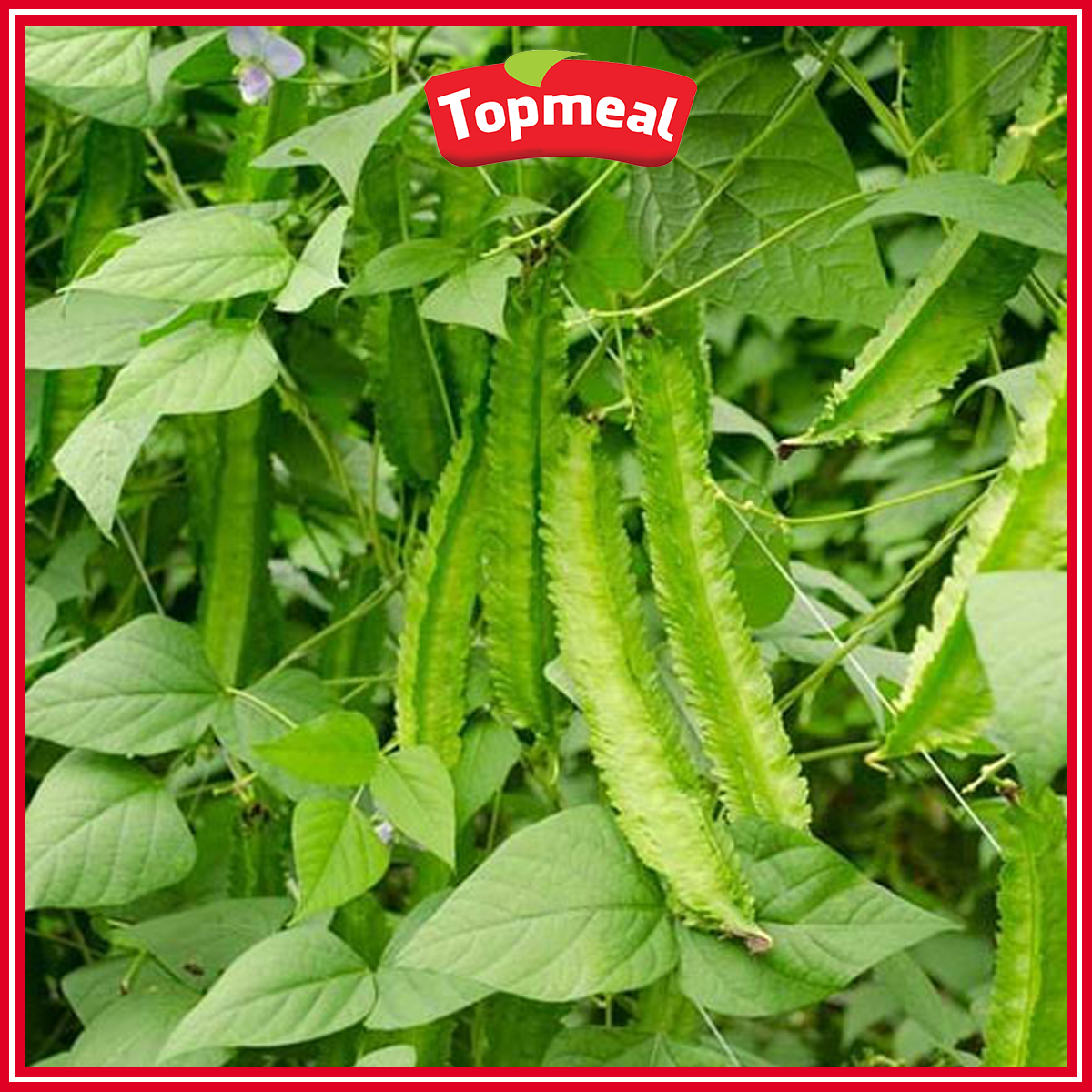 HCM - Đậu rồng (500 g) - [Giao nhanh TPHCM]