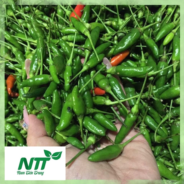 TN Hạt giống Ớt Xiêm >90% nảy mầm 85-90 ngày thu hoạch 0.1g trồng quanh năm