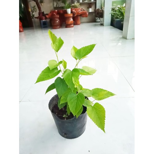 Cây Dâu Tằm - Cây cảnh sân vườn
