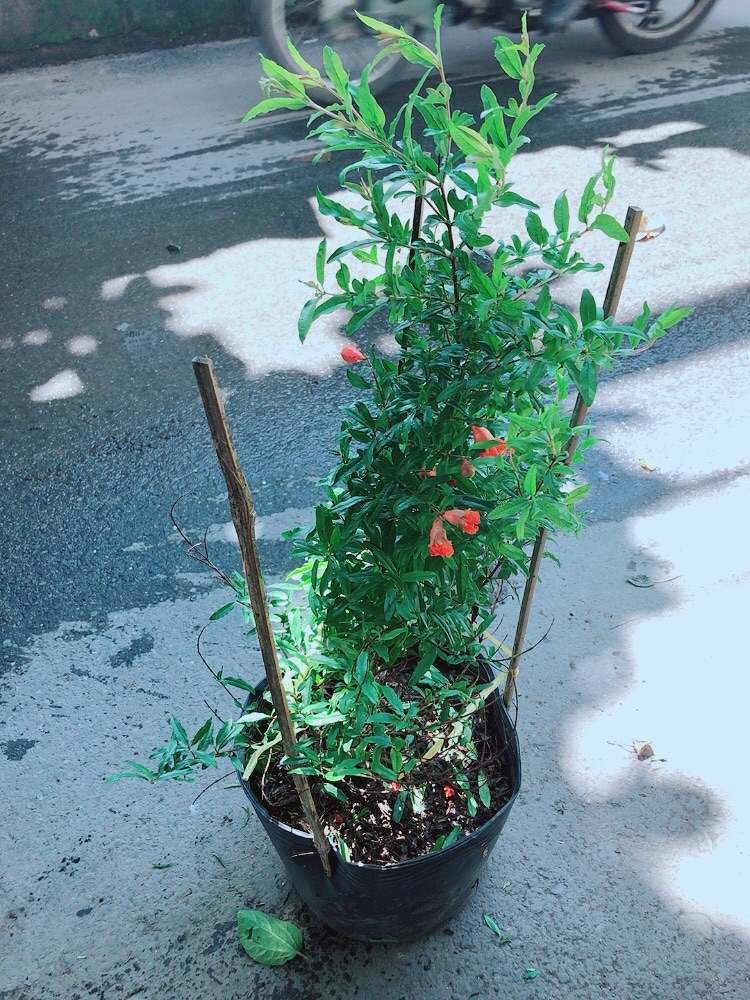 Cây Lựu Cho Nhiều Quả